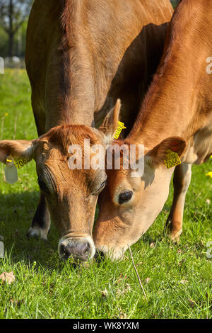 Une paire de Jersey Cows grazing in a field Banque D'Images