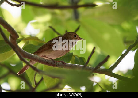 Nightingale (Luscinia megarhynchos) se percher dans un arbre contre les feuilles vertes, petits passereaux muguet, copy space Banque D'Images