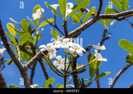 Jolie couleur crème, de délicates fleurs de frangipanier fleurit sur l'arbre entre le feuillage de source fraîche contre un ciel bleu clair Banque D'Images