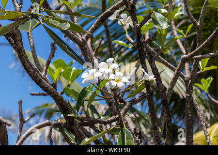 Jolie couleur crème, de délicates fleurs de frangipanier fleurit sur l'arbre entre le feuillage de source fraîche contre un ciel bleu clair Banque D'Images