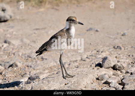 Forgeron Forgeron juvénile sociable (Vanellus armatus) Banque D'Images