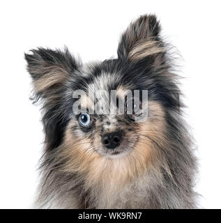 Pomeranian jeunes in front of white background Banque D'Images