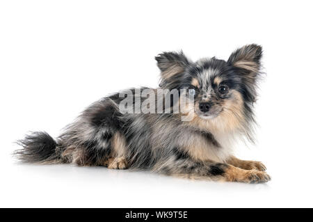 Pomeranian jeunes in front of white background Banque D'Images