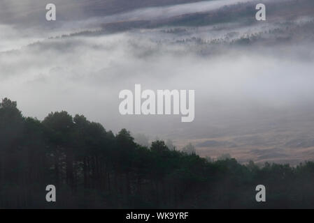 Brouillard dans Glen Sutherland, Cassley Banque D'Images