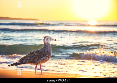 Mouette sur la plage de sable contre la mer. Banque D'Images