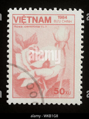 Timbres en Vietnam voir fleur rose ou Rosa Centifolia. Série : La faune et la flore. Circa 1984 Banque D'Images