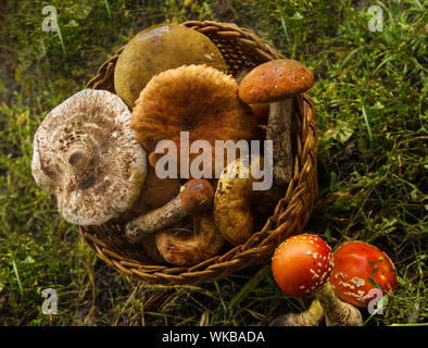 Assortiment de champignons. Un panier en osier est rempli de différents champignons avec une rangée d'agaric fly croissante. Banque D'Images