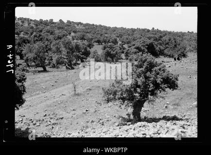 Djebel el-Druzes et Hauran. Forêt de chênes. Au sud de Soueida Banque D'Images