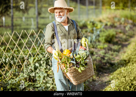 Portrait of a senior bien-habillé agronome avec panier plein de légumes fraîchement ramassés sur le jardin extérieur. Concept de produits bio et retraite active Banque D'Images