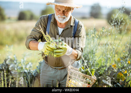 Hauts homme bien habillé la collecte d'herbes sur un jardin biologique pendant le coucher du soleil à l'extérieur. Concept de produits bio et retraite active Banque D'Images