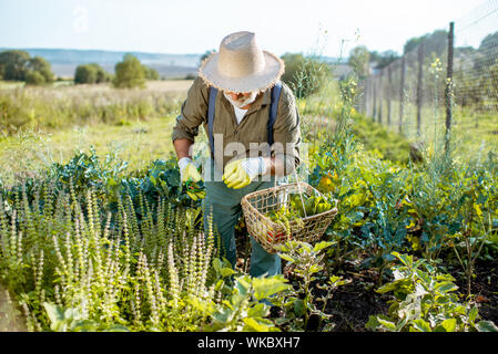 Hauts homme bien habillé la collecte d'herbes sur un jardin biologique pendant le coucher du soleil à l'extérieur. Concept de produits bio et retraite active Banque D'Images