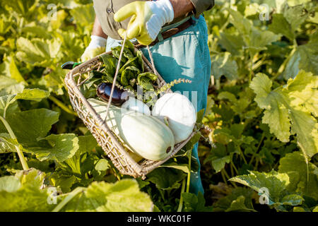 Man holding panier avec des légumes fraîchement ramassés sur le jardin, vue rapprochée. Concept de culture biologique de légumes locaux Banque D'Images