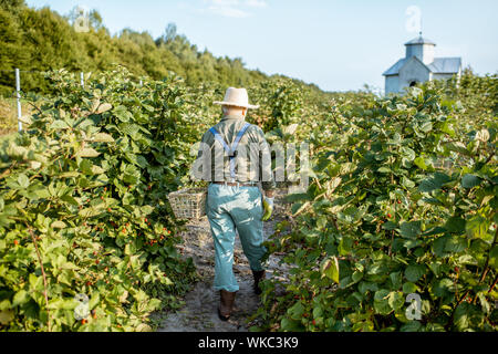 Jardinier principal la collecte des mûres sur la belle soirée ensoleillée au cours de la plantation, la marche arrière. Concept d'un petit maraîchage et petits fruits en croissance Banque D'Images