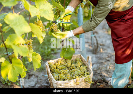 La collecte de raisins en senior winemaker le panier en osier sur le vignoble, close-up avec pas de visage Banque D'Images