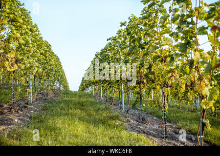 Lignes de raisins sur la vigne prêt pour la récolte Banque D'Images