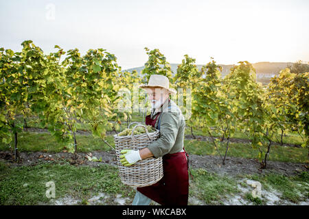 Bien habillé Senior winemaker marcher avec panier rempli de raisins fraîchement ramassés, la récolte sur le vignoble lors d'une soirée ensoleillée. Vue de dessus du paysage Banque D'Images