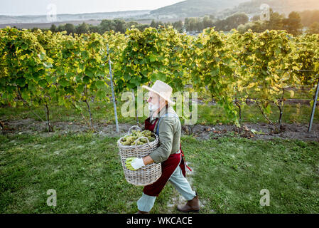 Bien habillé Senior winemaker marcher avec panier rempli de raisins fraîchement ramassés, la récolte sur le vignoble lors d'une soirée ensoleillée. Vue de dessus du paysage Banque D'Images