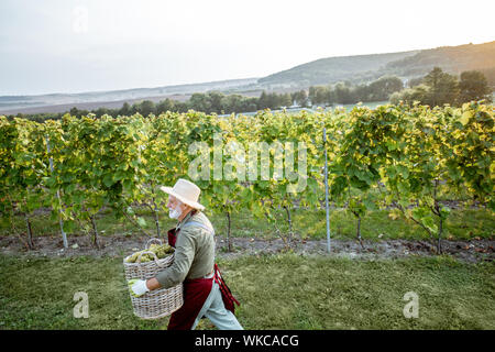 Bien habillé Senior winemaker marcher avec panier rempli de raisins fraîchement ramassés, la récolte sur le vignoble lors d'une soirée ensoleillée. Vue de dessus du paysage Banque D'Images