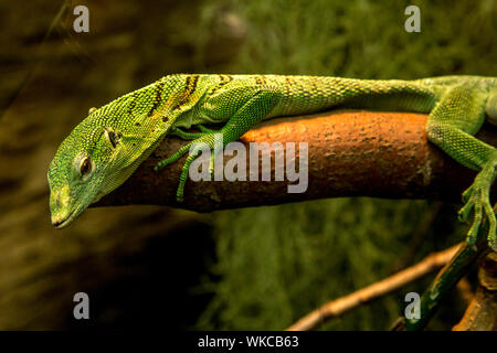 Lézard alligator vert