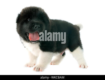 Chiot Akita américain in front of white background Banque D'Images