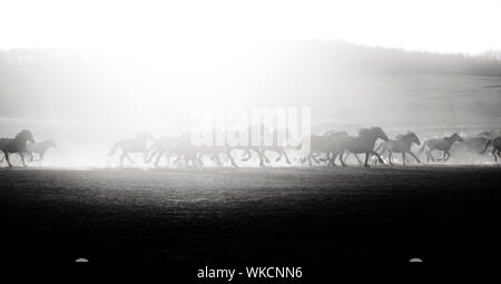 Chevaux en liberté dans un champ avec la poussière de leurs sabots galopant contre un coucher de soleil. Copyspace salon pour les équidés wilderness thèmes et designs. B Banque D'Images