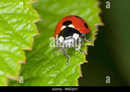 Coccinelle rouge se trouve sur la feuille verte d'une plante Banque D'Images