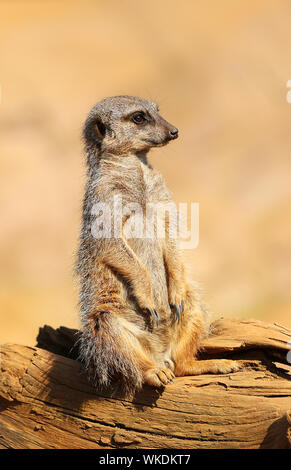 Les suricates (Suricata suricatta suricate ou) - super mignon, mammifères grégaires, trouvés dans le désert de l'Afrique dans les grandes prairies et les groupes sociaux. Banque D'Images