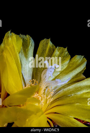 Cactus boule brillant jaune vif brillant,fleur macro couleur sur fond noir Banque D'Images