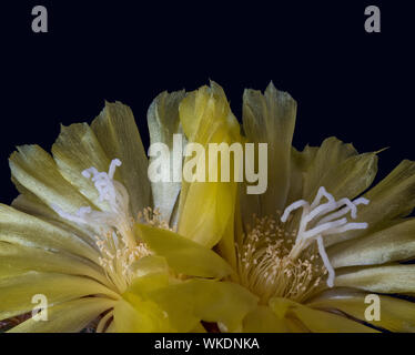 Vibrant jaune boule brillant fleur de cactus,paire couleur brillant macro sur fond noir Banque D'Images