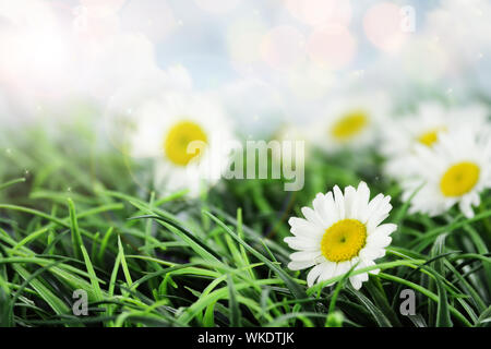 Belles marguerites blanches dans un champ d'herbe. Profondeur de champ. Banque D'Images