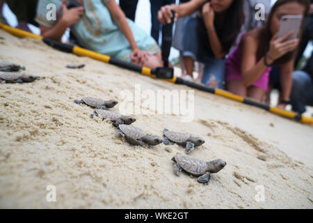 Singapour. 14 juillet, 2019. Nouveau-né les nouveau-nés de tortues imbriquées qui éclos il y a moins de 10 heures se rendre à la mer sur la plage de l'île de Sentosa de Singapour le 4 septembre 2019. Le personnel de la Société de développement de Sentosa a publié un total de 100 nouveau-nés de tortues Hawksbill retour à la mer. Les oisillons sont nés à partir d'un nid découvert le 14 juillet 2019. Credit : Puis Chih Wey/Xinhua/Alamy Live News Banque D'Images