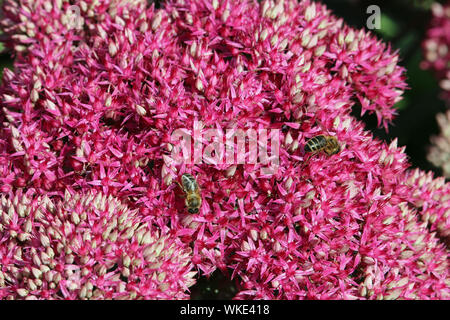 Orpin rose vif ou usine à glace, Hylotelephium ou Sedum, en pleine floraison avec un fond vert et deux abeilles, Apis mellifera. Banque D'Images