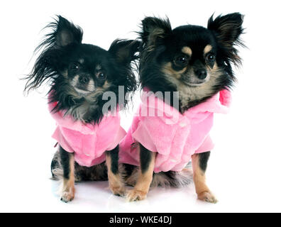 Chihuahuas dressed in front of white background Banque D'Images