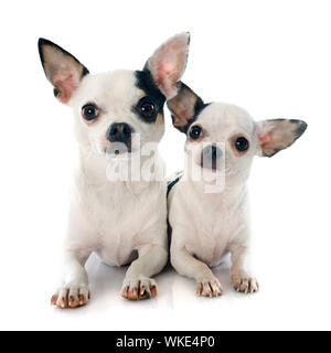 Deux chihuahuas in front of white background Banque D'Images