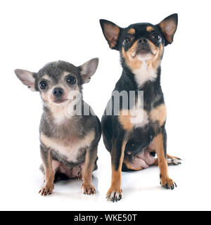 Deux chihuahuas in front of white background Banque D'Images
