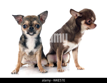 Deux chihuahuas in front of white background Banque D'Images