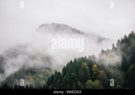 Arbres enneigés dans un brouillard nuée sur la montagne, forêt de conifères en hiver, Racha, Géorgie Banque D'Images