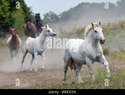 03 septembre 2019, le Brandebourg, Müncheberg : le capitaine (r) galope devant d'autres chevaux sur un pâturage du Ranch par Daja Sunbow Ziefuß Scholle-Ziefuchrétienne et ß. Photo : Patrick Pleul/dpa-Zentralbild/ZB Banque D'Images