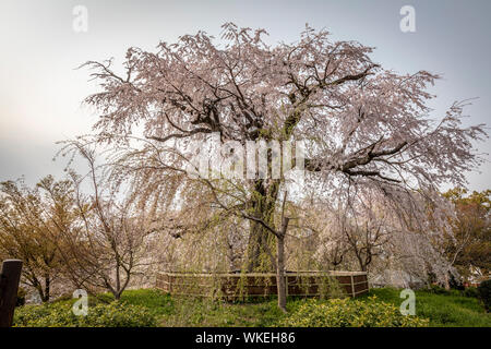 Cerisier pleureur de Gion dans parc Maruyama, Kyoto, Japon. Banque D'Images