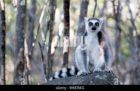 Madagascar célèbre lémurien Maki, Ring tailed lemur. Réserver d'Anja National Park Banque D'Images