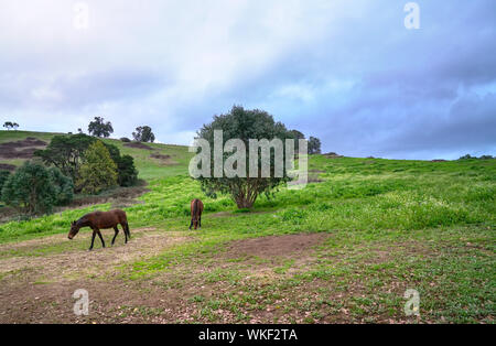 Chevaux sur pré vert des pâturages. Pays Paysage pendant le crépuscule. Banque D'Images