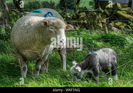 Barlow, Peak District, Derbyshire, Royaume-Uni. 4 septembre 2019. Moutons Dorset sont normalement tout blanc, avec des inscriptions en noir pas du tout, c'est aussi l'une des rares variétés de moutons en mesure de se reproduire toute l'année. Ce qui est très inhabituel pour des agneaux, ou les agneaux avec marquages foncé ou noir d'être né comme s'est passé avec ce trois jours, né à la fin de semaine pendant l'agnelage d'Automne dans le Peak District. Crédit : Matt Limb OBE/Alamy Live News Banque D'Images