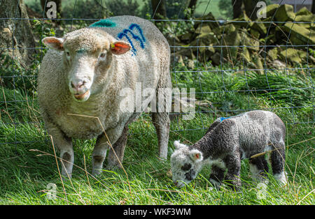 Barlow, Peak District, Derbyshire, Royaume-Uni. 4 septembre 2019. Moutons Dorset sont normalement tout blanc, avec des inscriptions en noir pas du tout, c'est aussi l'une des rares variétés de moutons en mesure de se reproduire toute l'année. Ce qui est très inhabituel pour des agneaux, ou les agneaux avec marquages foncé ou noir d'être né comme s'est passé avec ce trois jours, né à la fin de semaine pendant l'agnelage d'Automne dans le Peak District. Crédit : Matt Limb OBE/Alamy Live News Banque D'Images