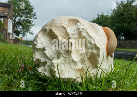 Calvactia - Champignons Puffball géant gigantea sur un bord de l'herbe en bordure d'être mangé par une grande sauteuse, UK Banque D'Images