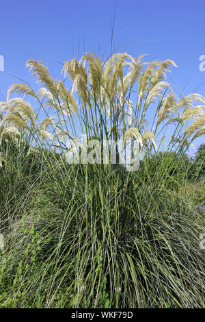 L'herbe de la pampa cortaderia selloana Banque D'Images