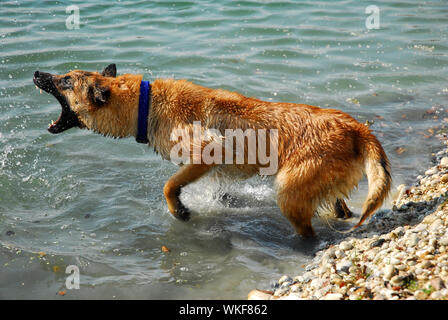 Malinois agressif Banque D'Images