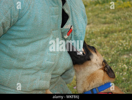 Mordant malinois Banque D'Images