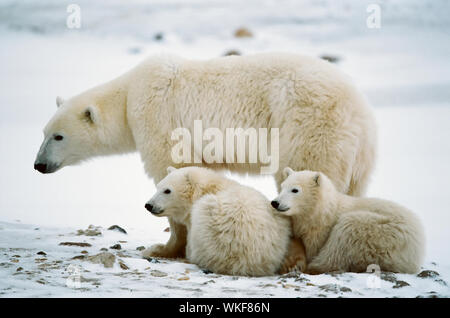 Elle Polar-ours avec ses petits. Banque D'Images