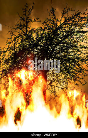 Arbres en feu, concept pour forêts tropicales amazoniennes en feu Banque D'Images