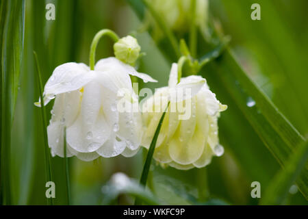 Un gros plan d'une chambre double hybride blanc columbine commune (Aquilegia vulgaris) fleur. Banque D'Images